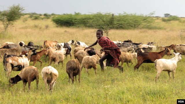 A boy tends goats in Karamoja, Uganda, where traditional animal herding is giving way to agriculture, August 27, 2012. (VOA - H. Heuler)