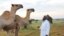 Nicholas Karubiu oo ka mid ah dhakhaatiirta xoolaha oo la jooga Geel lagu xanaanneeyo Xaruunta Cilmi baadhista ee (Mpala Research Centre) oo ku taala, Laikipia District, Kenya. (Sharon Deem, Saint Louis Zoo)