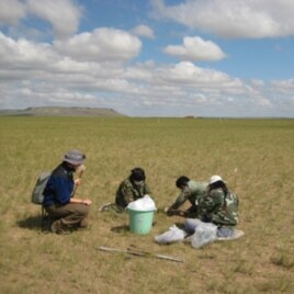 Arianne Cease, left, and field assistants collect grass in a heavily-razed field to test for plant nitrogen, carbon and protein content.