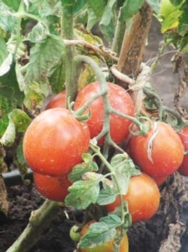 Slow Food International wants Africans to eat more local food, such as these indigenous Tanzanian tomatoes