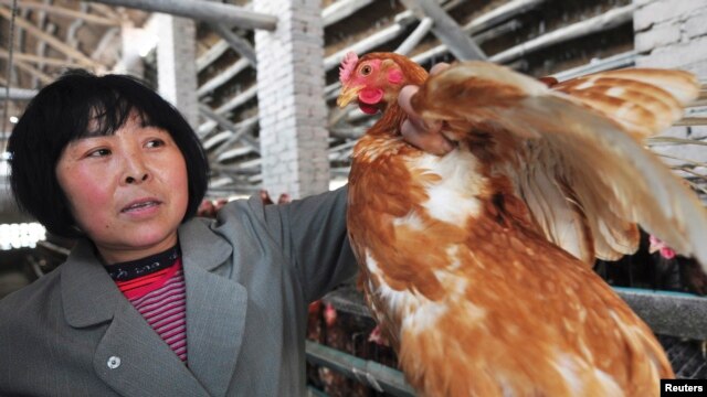 2013年4月1日，中国山东省邹平县北范村一名养鸡场厂的农民在查看鸡的情况。