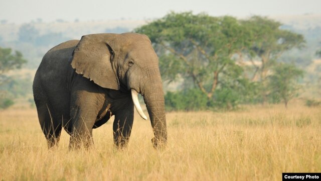 An African savanna elephant is seen in this undated photograph. New research indicates the animals are able to understand human gestures without training. (Julie Larsen Maher/WCS)