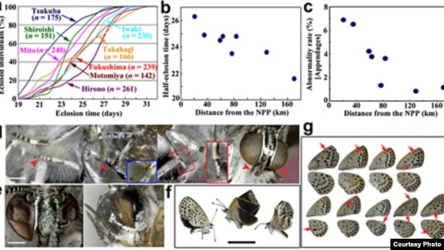 Miniaturized foreleg in offspring of damaged butterfly and normal mate (Science Reports).