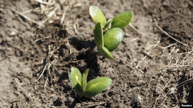 Recently planted soybean seedlings in a field near Estacion Islas in Buenos Aires province, Nov. 27, 2012.