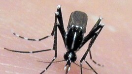 The Asian tiger mosquito may spread disease to new areas as a result of global warming. The mosquito breeds faster in warmer temperatures. (AP PHOTO/Jim Newman)