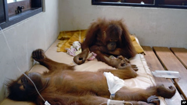 A pair of orangutans receive medical treatment at the Nyaru Menteng Borneo Orangutan Survival (BOS) center in Palangkaraya, central Kalimantan (File).