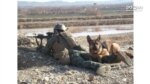 Top Honor Given to US Military Dog Injured in Combat
