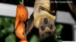 US Scientists Rush to Stop Devastating Bat Killer