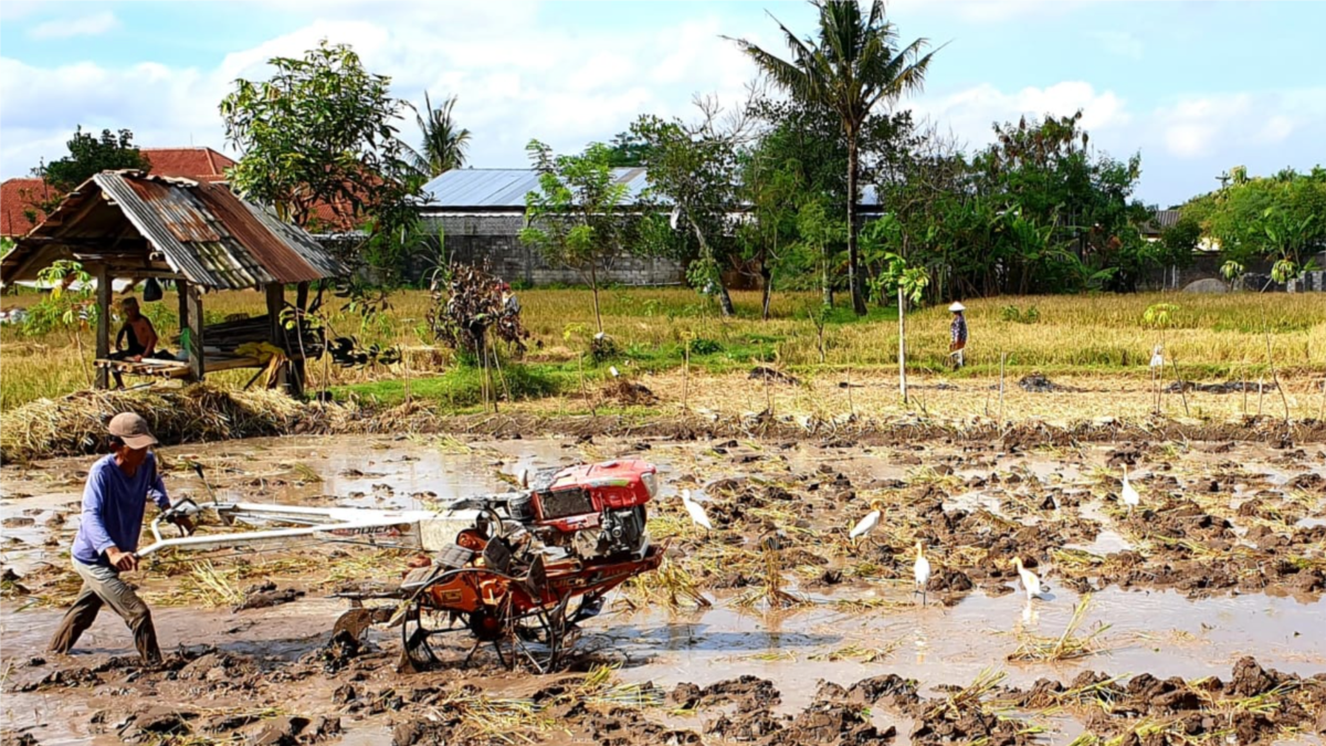 Petani Bertahan Di Tengah Gempuran Alih Fungsi Lahan