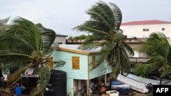 Palm trees are buffeted by strong winds before the arrival of Hurricane Lisa in Belize City on Nov. 2, 2022.