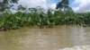 Cultivo de plátano inundado en el departamento del Chocó por el desbordamiento del río Baudó, el 26 de octubre de 2022. [Foto: Cortesía de UNGRD]