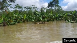 Cultivo de plátano inundado en el departamento del Chocó por el desbordamiento del río Baudó, el 26 de octubre de 2022. [Foto: Cortesía de UNGRD]