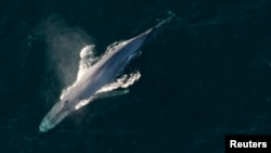 A blue whale surfaces to breathe in an undated picture from the U.S. National Oceanic and Atmospheric Administration. (NOAA/Handout via Reuters) 
