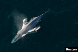 A blue whale surfaces to breathe in an undated image released by the US National Oceanic and Atmospheric Administration.  (NOAA/Handout via Reuters)