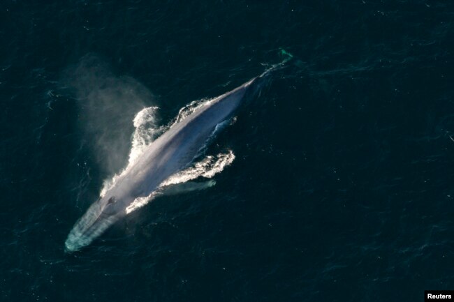 A blue whale surfaces to breathe in an undated picture from the U.S. National Oceanic and Atmospheric Administration. (NOAA/Handout via Reuters)