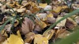 This October 27, 2022 image provided by Jessica Damiano shows a thin layer of fallen leaves in a garden bed on Long Island, New York. They will break down over winter to provide nutrients for existing and future plantings. (Jessica Damiano via AP)
