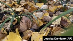 This October 27, 2022 image provided by Jessica Damiano shows a thin layer of fallen leaves in a garden bed on Long Island, New York. They will break down over winter to provide nutrients for existing and future plantings. (Jessica Damiano via AP)
