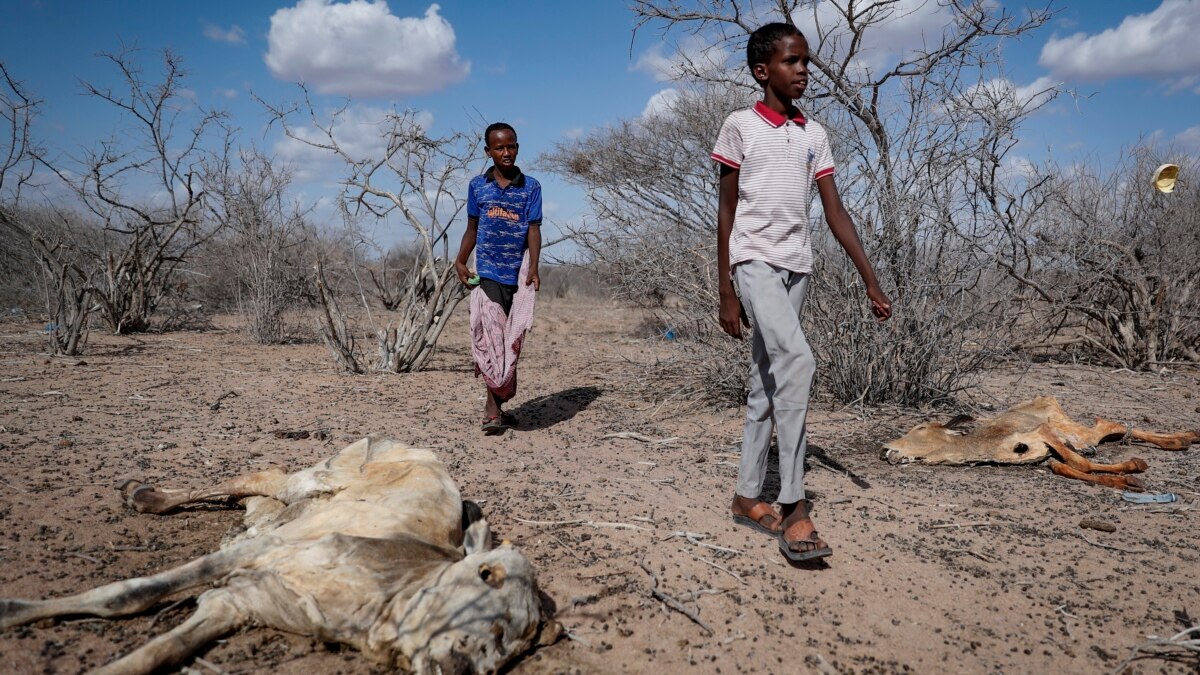 Education Of Kenyan Herders Children Disrupted As Drought Forces Dropouts   00020000 0aff 0242 Bf38 08dabdcc4133 Cx0 Cy6 Cw0 W1200 R1 