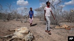 FILE - The children of herders walk past cattle carcasses in the desert near Dertu, Wajir County, Kenya, Oct. 24, 2021. 
