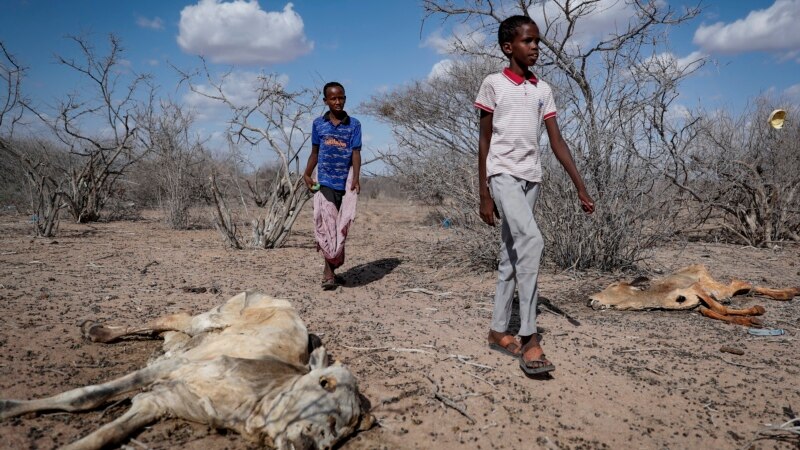 Education of Kenyan Herders' Children Disrupted as Drought Forces Dropouts 