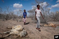 Anak-anak penggembala berjalan melewati bangkai ternak di padang pasir dekat Dertu, Kabupaten Wajir, Kenya, Minggu, 24 Oktober 2021. (Foto: AP)