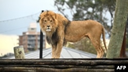 FILE - Lion "Ato" at the Taronga Zoo in Sydney on Aug. 12, 2022. 