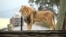FILE - Lion "Ato" at the Taronga Zoo in Sydney on Aug. 12, 2022. 