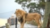 Lima Singa Kabur Sebentar dari Kandang di Kebun Binatang Sydney