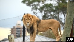 Singa 'Ato' terlihat saat ulang tahun pertama kelima anaknya di Taronga Zoo di Sydney pada 12 Agustus 2022. (Saeed KHAN / AFP)