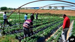 FILE - Immigrant workers walk at a strawberry plantation near the village of Manolada about 260 kilometers (160 miles) west of Athens, April 18, 2013.