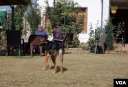 Ghulam Hassan Mir owns a German shepherd, and the dog now looks after the surroundings of his house following a leopard attack, in central Kashmir's Budgam district. (Wasim Nabi for VOA)