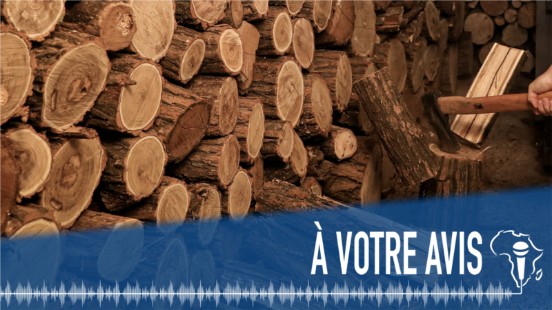 À Votre Avis : l'export du bois en grumes