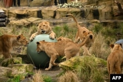 FILE - Lion cubs Khari, Luzuko, Malika, Zuri and Ayanna play with balls on their birthday at Taronga Zoo in Sydney on Aug. 12, 2022.
