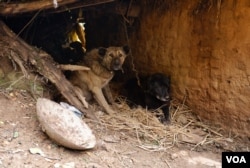 Residents of Check-Dard-Khor, a remote village in district Srinagar, have welcomed a German shepherd from the nomadic community to keep an eye on wild animals roaming in the area. This breed, according to the villagers, can protect them from wild animals and is loyal. (Wasim Nabi for VOA)
