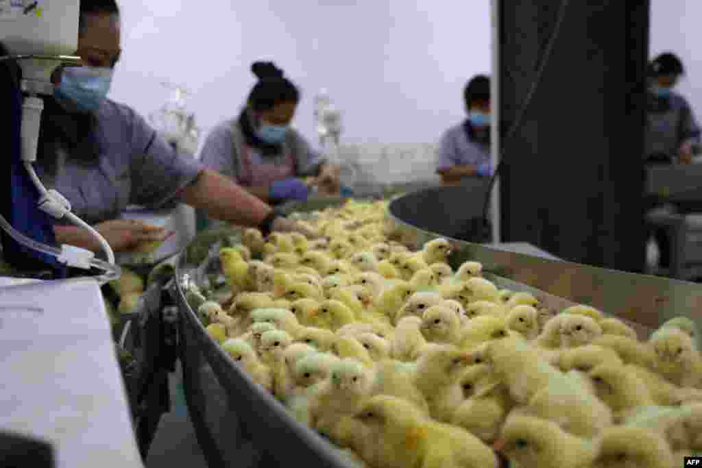 Работниците ги проверуваат пилињата во работилница за инкубација на јајца во Бинжоу во источната кинеска провинција Шандонг.