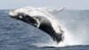 In this file photo, a humpback whale breaches the surface off the southern Japanese island of Okinawa February 13, 2007. (REUTERS/Issei Kato/File Photo)