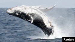 In this file photo, a humpback whale breaches the surface off the southern Japanese island of Okinawa February 13, 2007. (REUTERS/Issei Kato/File Photo)