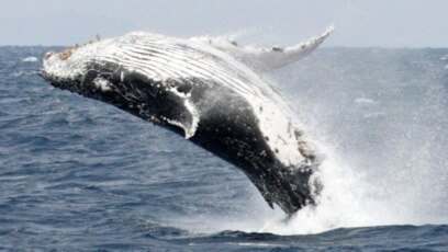 New Study Finds Genes Linked to Whales’ Huge Size