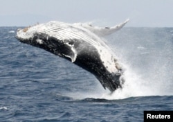 In this file photo, a humpback whale breaches the surface off the southern Japanese island of Okinawa February 13, 2007. (REUTERS/Issei Kato/File Photo)