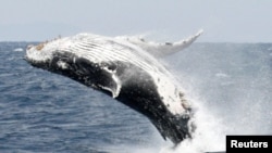 In this file photo, a humpback whale breaches the surface off the southern Japanese island of Okinawa February 13, 2007. (REUTERS/Issei Kato/File Photo)