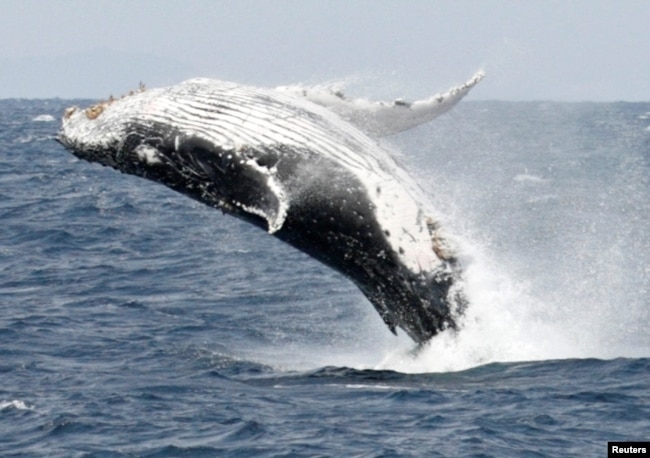 In this file photo, a humpback whale breaches the surface off the southern Japanese island of Okinawa February 13, 2007. (REUTERS/Issei Kato/File Photo)