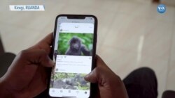 Ruanda’nın Yeni Popüler Uygulaması: “Gorillagram” 