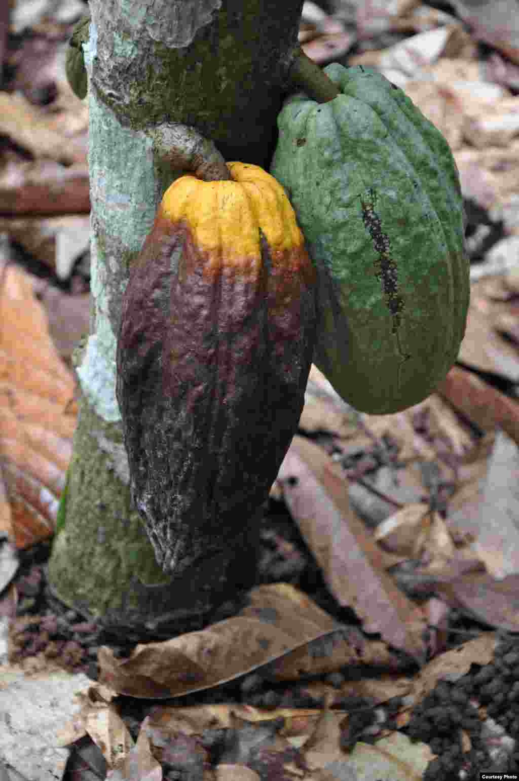 Pod of cocoa plant with black pod infection (left) next to a normal pod (right) (World Cocoa Foundation)