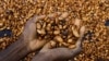 Ivory Coast Suspends Cocoa Export Contracts for Current Season