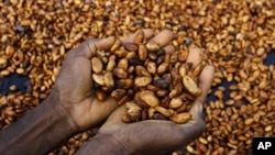 FILE — Sylvain N'goran, a cocoa farmer in Ivory Coast, holds beans in his hand, Abidjan, Oct. 24, 2022.
