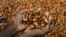 FILE — Sylvain N'goran, a cocoa farmer in Ivory Coast, holds beans in his hand, Abidjan, Oct. 24, 2022.