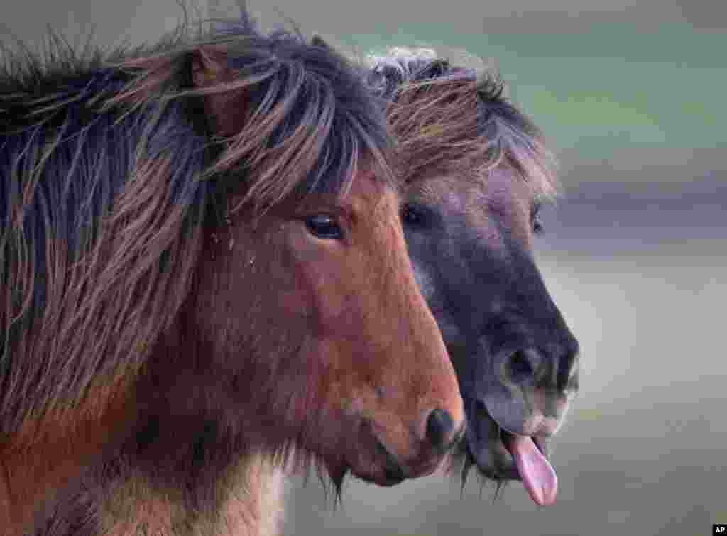 Two Iceland stallions stand together in a paddock of a stud in Wehrheim near Frankfurt, Germany.