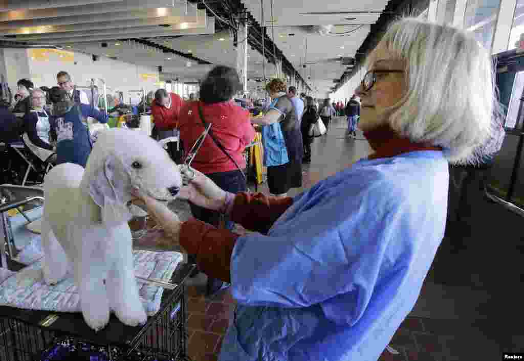 Crystal Blue Jewell, a Bedlington terrier, gets a last check by Nadine Peterson after getting trimmed for competition during at the 138th Westminster Kennel Club Dog Show, Madison Square Garden, New York City, NY, Feb. 11, 2014.