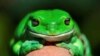 Frog-count App Aims for Deep Dive into Australia's Population