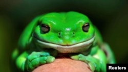 An Australian Green Tree frog named Godzilla sits on the hand of Kathy Potter of the Frog and Toad Study Group during the launch of the Australian Museum's national frog count phone app called FrogID in Sydney, Australia, Nov. 10, 2017. 